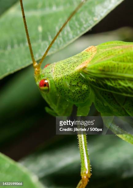 close-up of insect on leaf,czech republic - katydid stock pictures, royalty-free photos & images