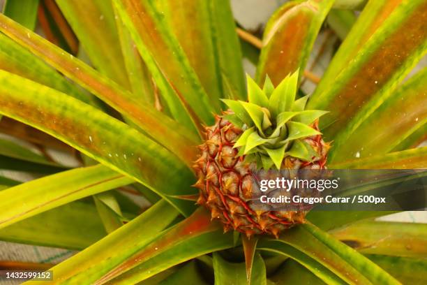 Full Frame Shot Of Pineapple High-Res Stock Photo
