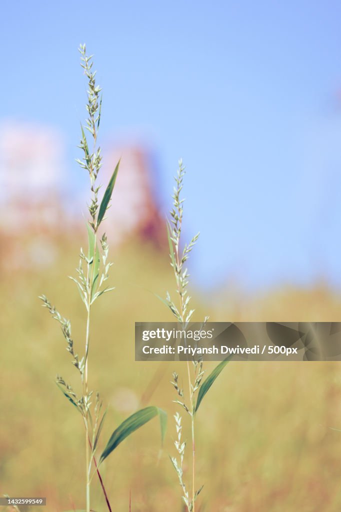 Close-up of plant growing on field against sky