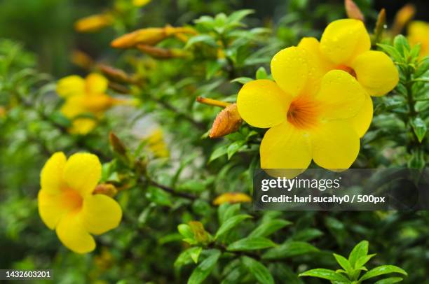 close-up of yellow flowering plant,bengkalis,indonesia - mandevilla rosa fotografías e imágenes de stock