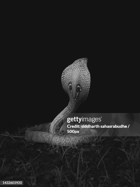 close-up of cobra on field against black background - cobra rey fotografías e imágenes de stock