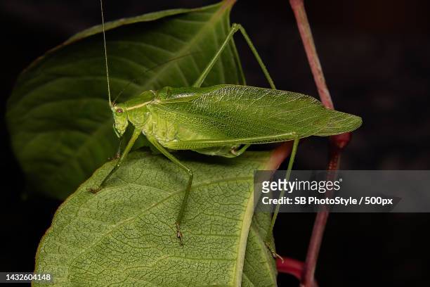 close-up of insect on leaf,shawinigan,canada - katydid stock pictures, royalty-free photos & images