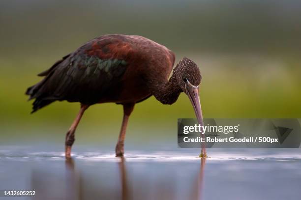 close-up of ibis perching on field,estate mkuzi,south africa - glossy ibis stock pictures, royalty-free photos & images