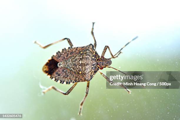 close-up of brown marmorated stink bug bmsb - emittero foto e immagini stock