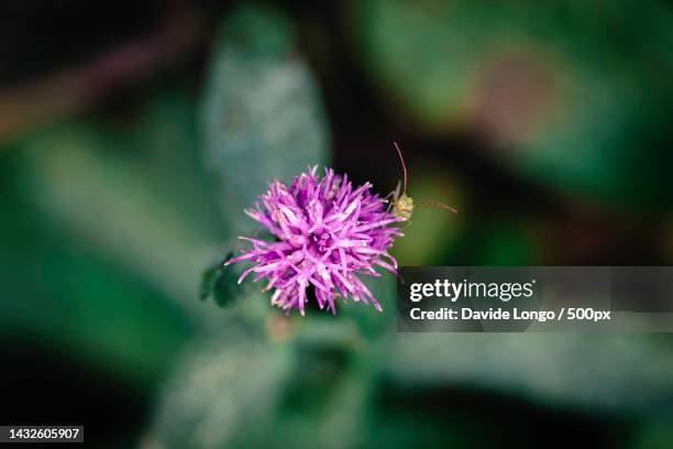 close-up of purple thistle flower,stupinigi,turin,italy - stupinigi stock pictures, royalty-free photos & images