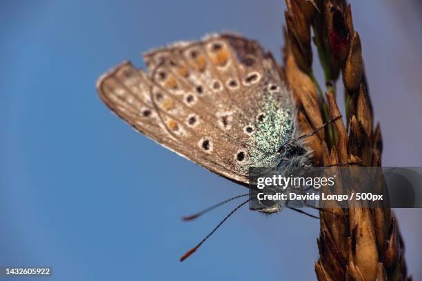 close-up of butterfly on plant,stupinigi,turin,italy - stupinigi stock pictures, royalty-free photos & images