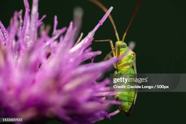 close-up of insect on purple flower,stupinigi,turin,italy - stupinigi stock pictures, royalty-free photos & images