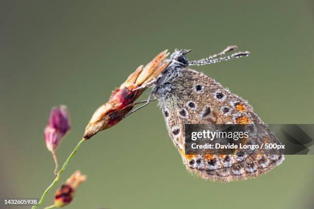 close-up of butterfly on plant,stupinigi,turin,italy - stupinigi stock pictures, royalty-free photos & images