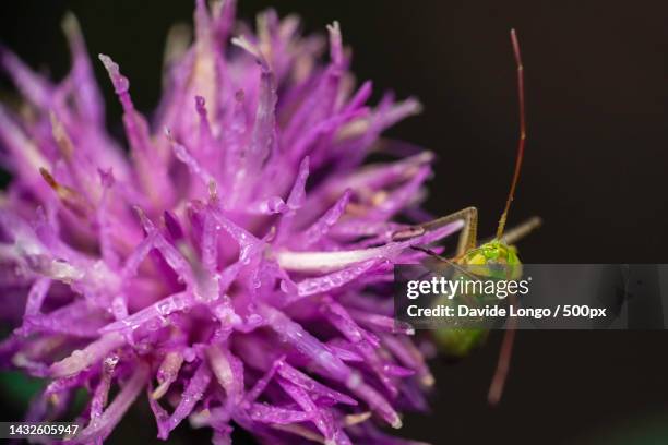 close-up of insect on purple flower,stupinigi,turin,italy - stupinigi stock pictures, royalty-free photos & images