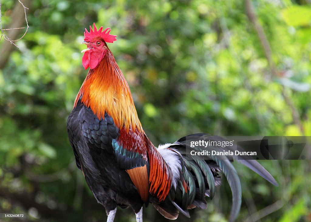 Crowing Rooster Crowing High-Res Stock Photo - Getty Images