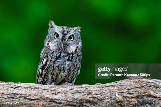 close-up portrait of screech owl perching on branch - mocho de orelhas americano imagens e fotografias de stock