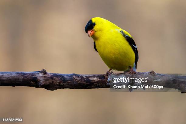 close-up of gold finch perching on branch,vietnam - yellow finch stock pictures, royalty-free photos & images