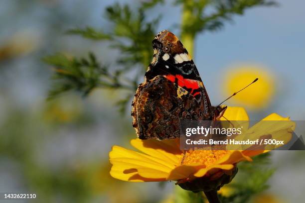 close-up of butterfly pollinating on yellow flower,reutlingen,germany - atalanta stockfoto's en -beelden