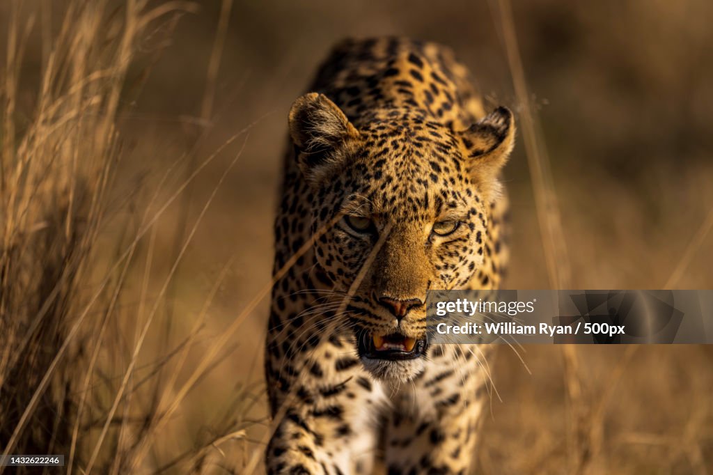 Portrait of leopard standing in forest,Pilanesberg National Park,South Africa