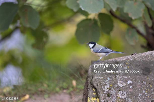close-up of titmouse perching on rock - tits stock pictures, royalty-free photos & images