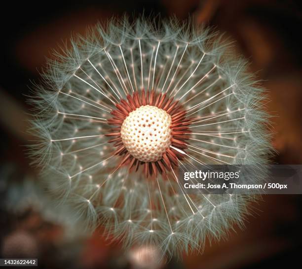 close-up of dandelion on plant - dandelion seed stock pictures, royalty-free photos & images