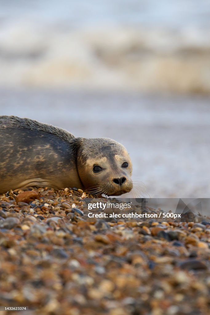 Young common seal on shingle beach with waves,RSPB Minsmere,United Kingdom,UK