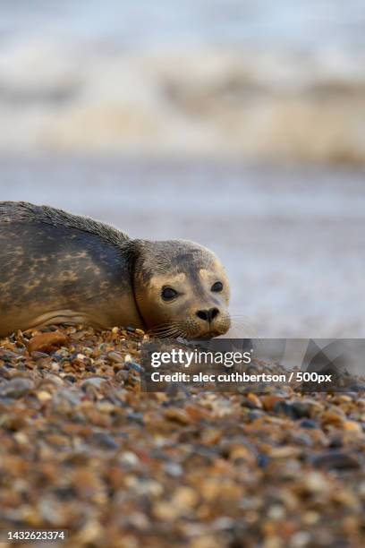 young common seal on shingle beach with waves,rspb minsmere,united kingdom,uk - seal pup 個照片及圖片檔