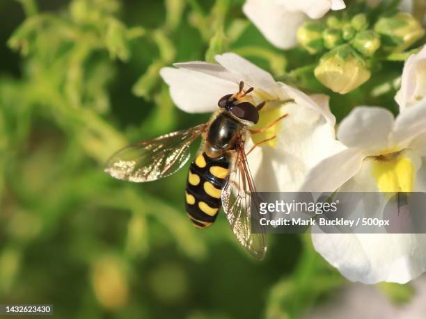close-up of bee on flower,dublin,ireland - hoverfly stock pictures, royalty-free photos & images
