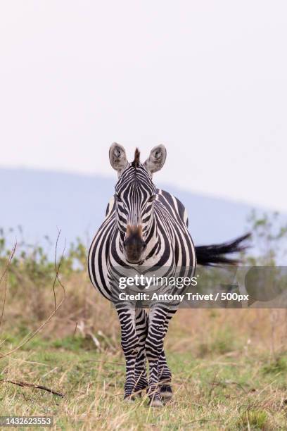portrait of plains burchells zebra,masai mara truth safaris,nairobi,kenya - zebra ストックフォトと画像