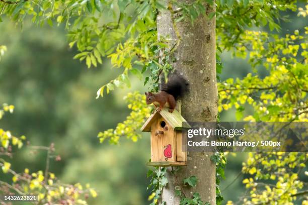 close-up of birdhouse on tree - 鳥の巣 ストックフォトと画像