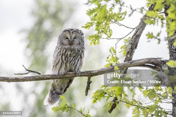 low angle view of barred owl perching on branch,north tapanuli,north sumatra,indonesia - barred owl stock pictures, royalty-free photos & images