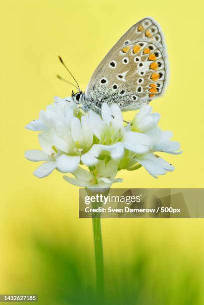 close-up of butterfly pollinating on yellow flower - yellow perch stock-fotos und bilder