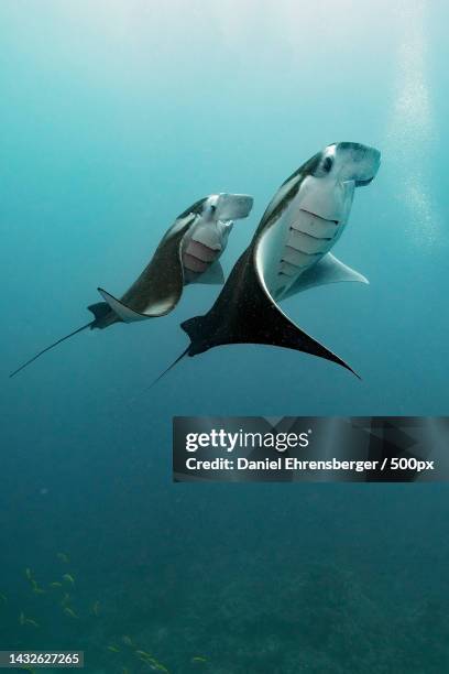 close-up of manta ray swimming in sea - manta ray coral stock pictures, royalty-free photos & images