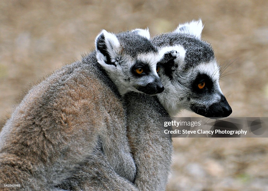 Mother and baby Lemur