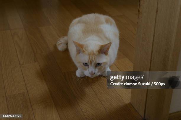 high angle view of cat on hardwood floor - 柱 stockfoto's en -beelden