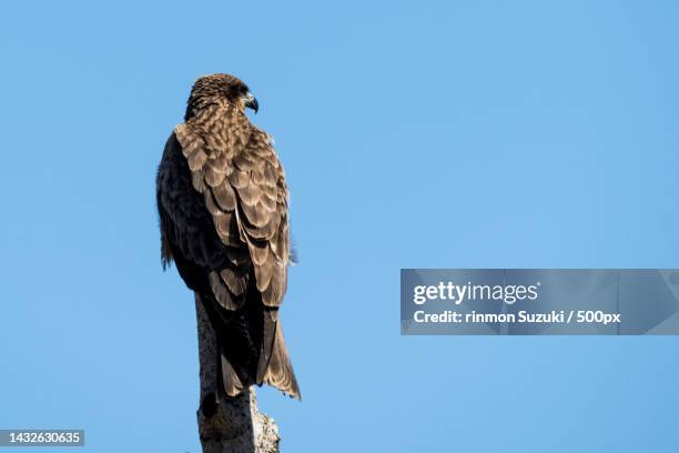 low angle view of eagle perching on branch against clear blue sky - 鳥 stock pictures, royalty-free photos & images