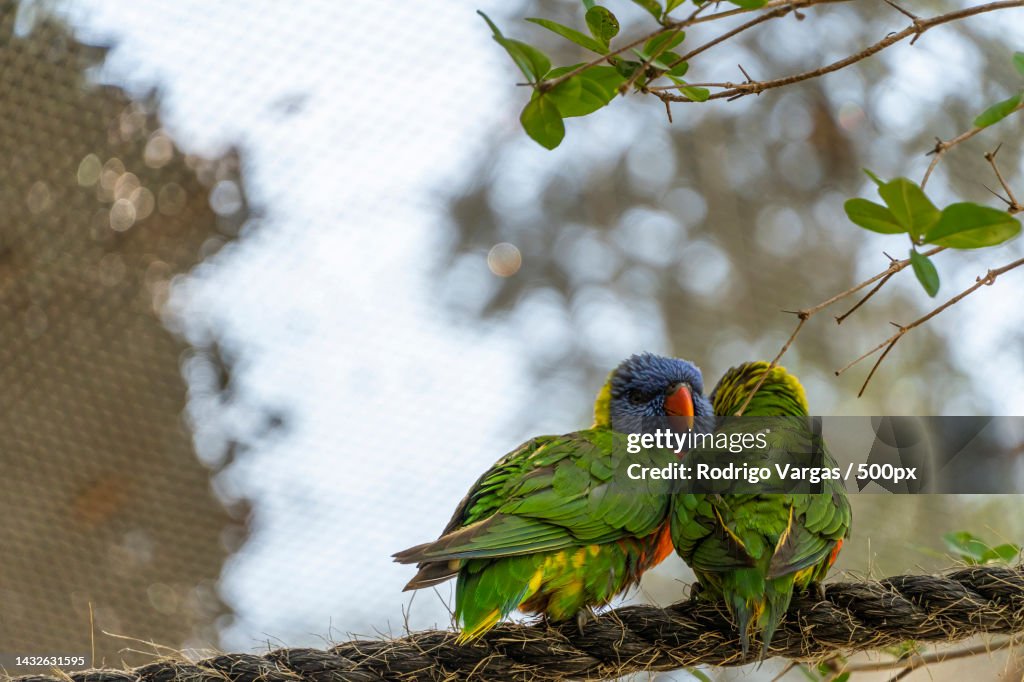 Two loving birds,Playing in the grass,One yellow green and one blue