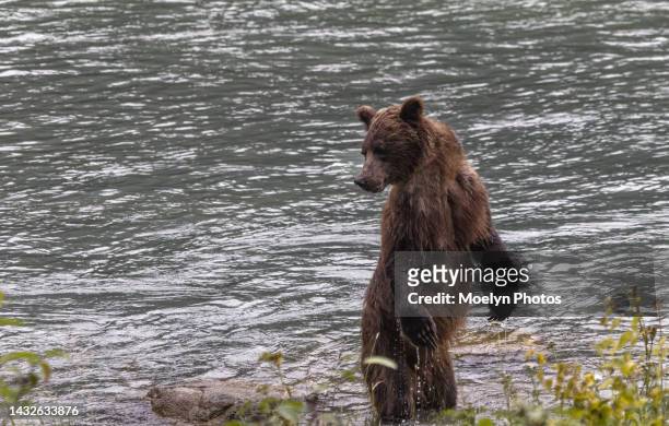 female grizzly standing on hindquarters - river chilkat bildbanksfoton och bilder