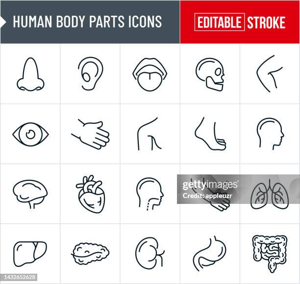 human body parts thin line icons - editable stroke - respiratory system 幅插畫檔、美工圖案、卡通及圖標