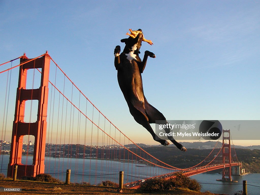 Dog's Chicken Jump Over the Golden Gate