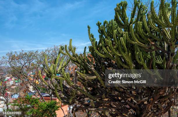 polaskia chichipe, a columnar tree-like cactus, growing on a hillside - treelike stock pictures, royalty-free photos & images