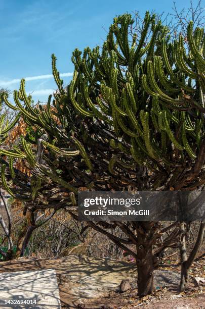 polaskia chichipe, a columnar tree-like cactus, growing on a hillside - treelike stock pictures, royalty-free photos & images