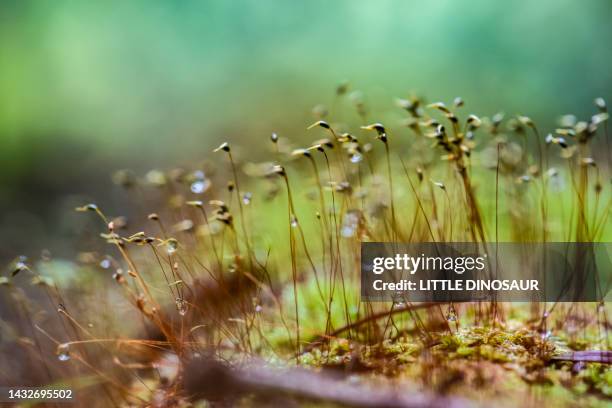 moss sporophyte - prothallium stock pictures, royalty-free photos & images