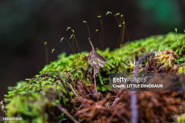 moss sporophyte - prothallium stock pictures, royalty-free photos & images
