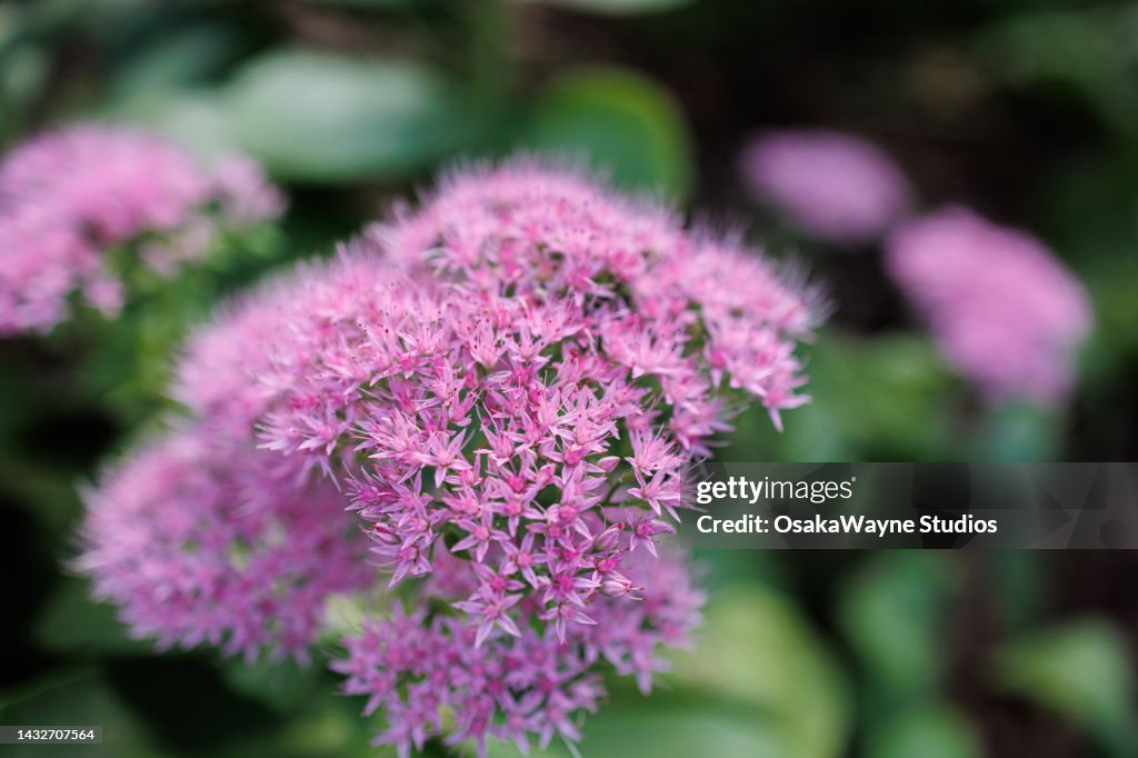 Large Pink Inflorescence On Bush Twig Or Flower In Park High-Res Stock ...
