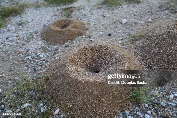 fire ant mound - picada de hormiga de fuego roja fotografías e imágenes de stock