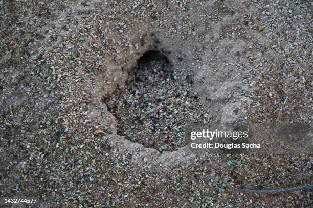 fire ant nest - ants in house stockfoto's en -beelden