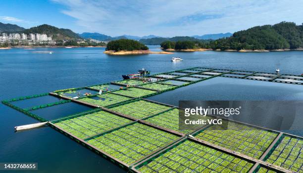 Aerial view of workers growing aquatic vegetables on ecological floating beds at Chun'an County on October 11, 2022 in Hangzhou, Zhejiang Province of...
