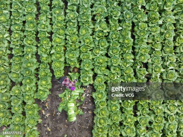 Aerial view of a farmer harvesting Chinese cabbages in a field on October 6, 2022 in Shuangyashan, Heilongjiang Province of China.