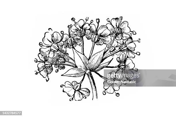 conium maculatum, poison hemlock - poisonous flower stock illustrations