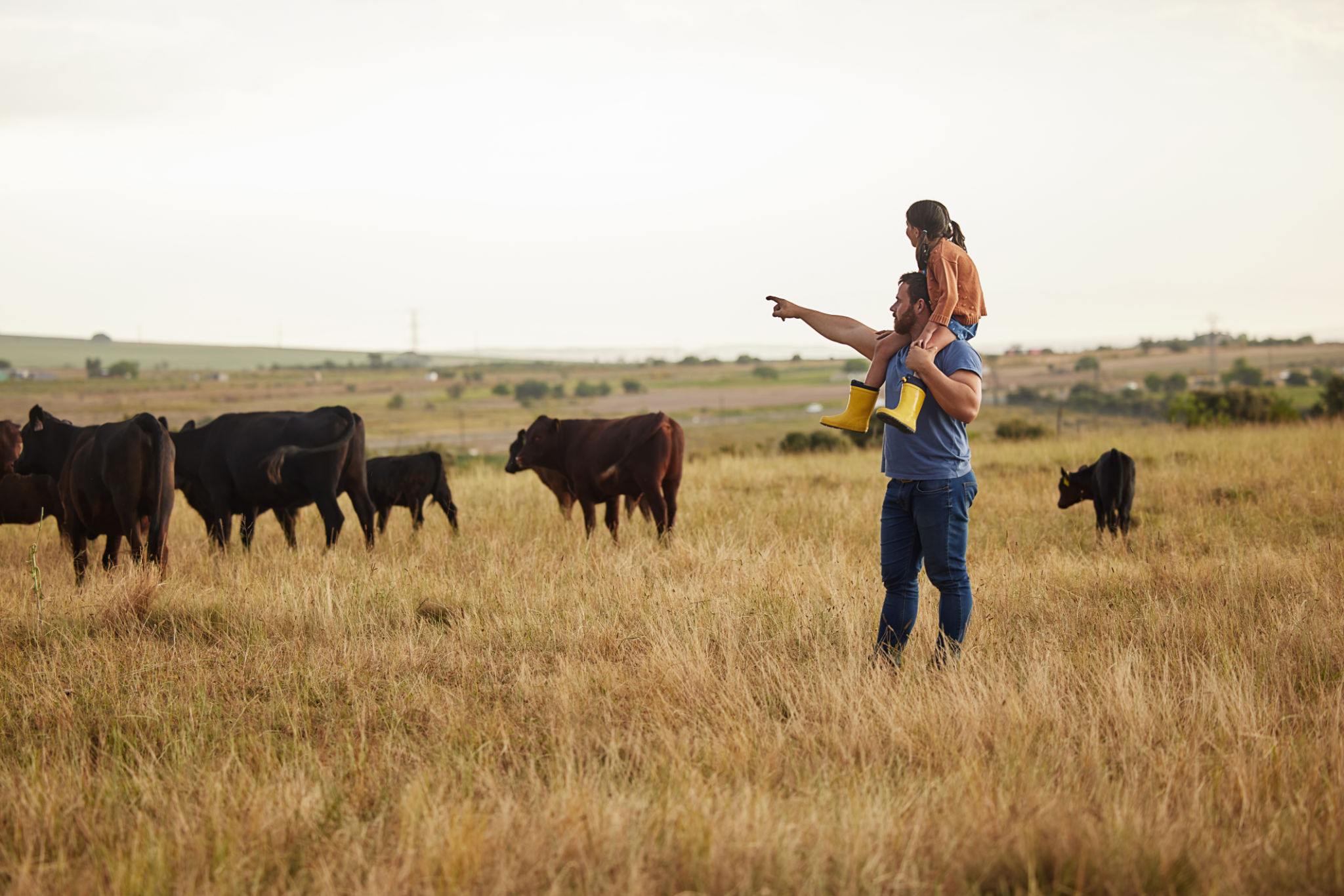 cattle ranch game
