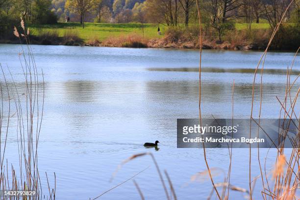 regensburg, germany: portrait of a coot duck (fulica atra) bird swimming on danube river - duck bird stock-fotos und bilder
