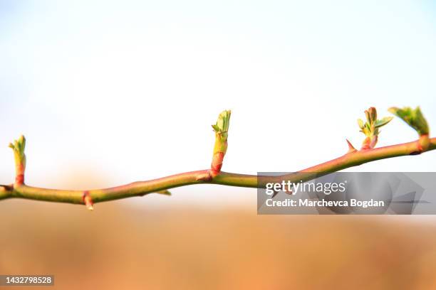 regensburg, germany:  close up of rose shoot growing from a wild rose bush - knospend stock-fotos und bilder