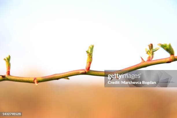 regensburg, germany:  close up of rose shoot growing from a wild rose bush - bud opening stock pictures, royalty-free photos & images