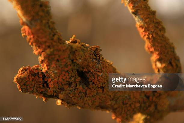regensburg, germany:  yellow moss on the branches - lachen photos et images de collection